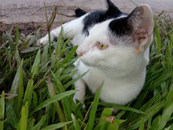 一只猫躺在草坪上 — 图库照片