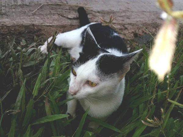 Cat Lying Lawn — Stock Photo, Image