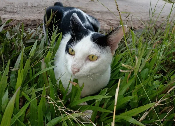 Çimlerde Yatan Bir Kedi — Stok fotoğraf