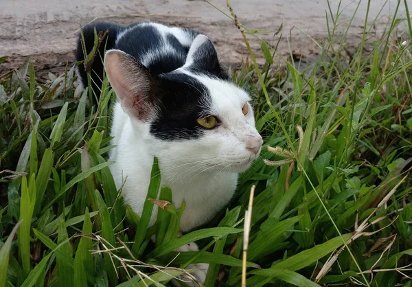 Cat Lying Lawn — Stock Photo, Image