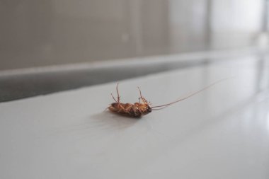 Yerdeki ölü büyük hamam böceği.