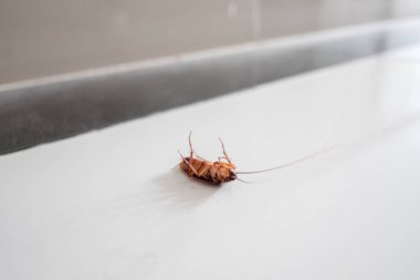 Yerdeki ölü büyük hamam böceği.