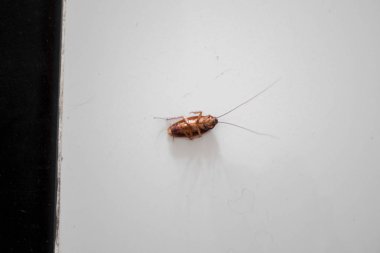 Yerdeki ölü büyük hamam böceği.