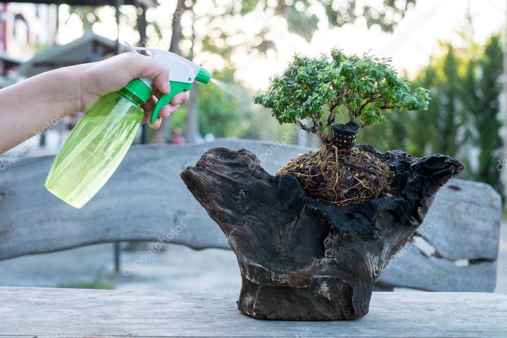 Bonsai care and tending houseplant growth. Watering small tree. Tree Treatment Concepts.