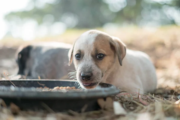 Two dogs are eating food and play with playful gestures.