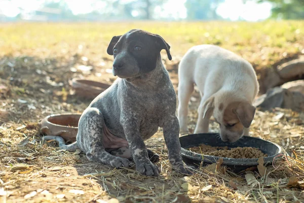 Two dogs are eating food and play with playful gestures.