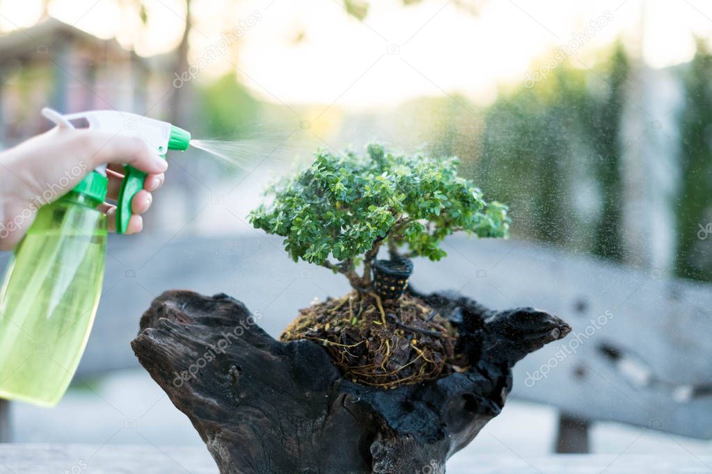 Bonsai care and tending houseplant growth. Watering small tree. Tree Treatment Concepts.