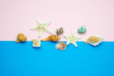 Mavi ve pembe arka planda kabuk ve yıldız balıkları. Kopyala Space fo