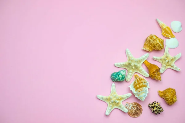 Conchas y estrellas de mar sobre fondo rosa. Copiar espacio para su te — Foto de Stock