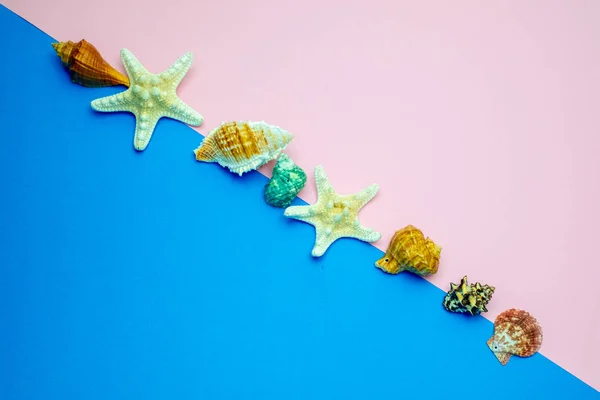 Conchas y estrellas de mar sobre fondo azul y rosa. Copiar espacio fo — Foto de Stock