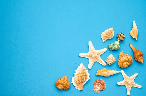 Conchas e estrelas-do-mar em fundo azul. Copiar espaço para o seu te — Fotografia de Stock