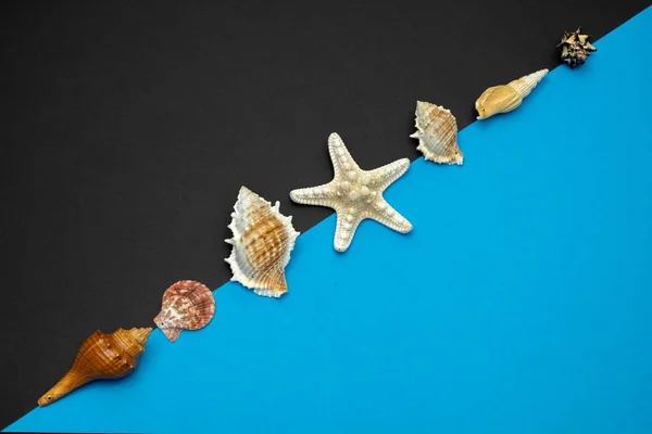 Conchas y estrellas de mar sobre fondo azul y negro. Copiar espacio f — Foto de Stock