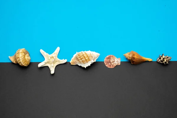 Conchas y estrellas de mar sobre fondo azul y negro. Copiar espacio f — Foto de Stock