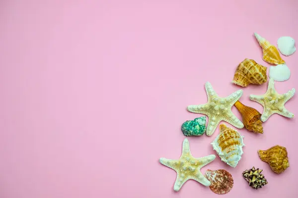 Conchas e estrelas-do-mar em fundo rosa. Copiar espaço para o seu te — Fotografia de Stock