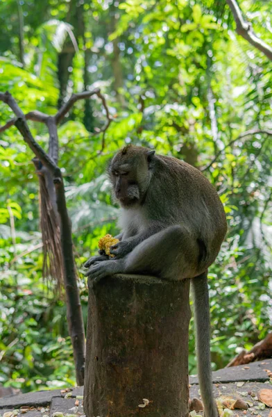 Monyet Dewasa duduk di atas kayu makan jagung — Stok Foto