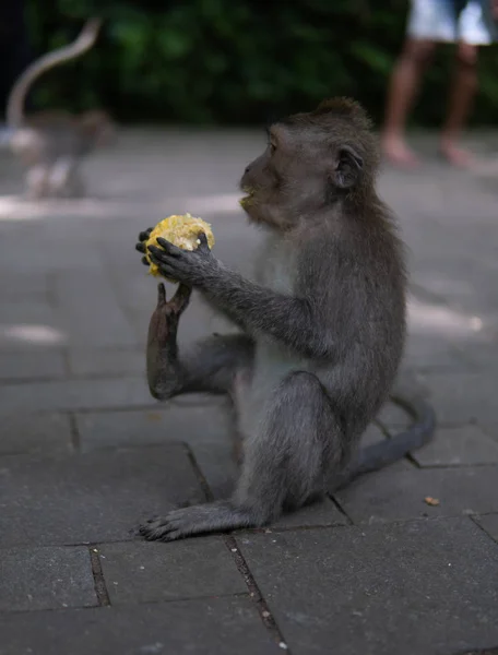 Uang muda duduk di tanah makan jagung . — Stok Foto