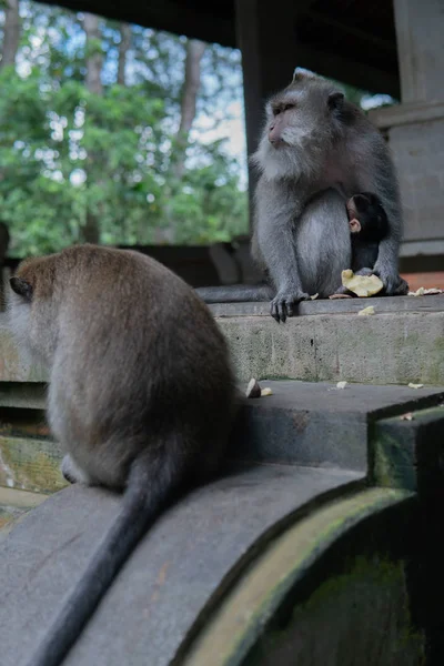 Monyet keluarga duduk di langkah-langkah di Monyet Forrest . — Stok Foto