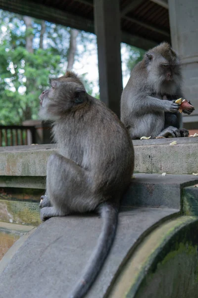 Rodzina małp siedzi na schodach w Monkey Forrest. — Zdjęcie stockowe