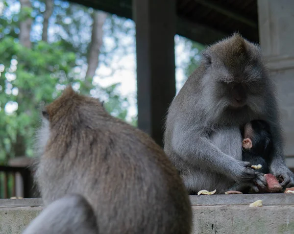 Monyet keluarga duduk di langkah-langkah di Monyet Forrest . — Stok Foto
