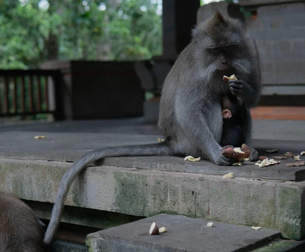 Ibu dan bayi monyet duduk bersama di Monkey Sanctuary . — Stok Foto