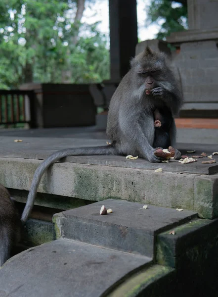 Ibu dan bayi monyet duduk bersama di Monkey Sanctuary . — Stok Foto