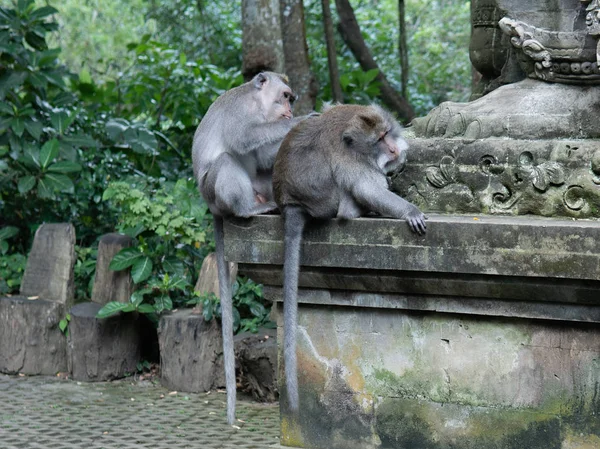 Medium shot of adult Money grooms another adult monkey in Monkey Sanctuary. — Stock Photo, Image