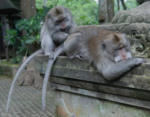 Adult Money betaemt een andere volwassen aap in Monkey Sanctuary. — Stockfoto