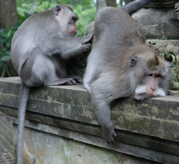 Volwassenen geld grooms en inspecteert een andere volwassen aap. — Stockfoto