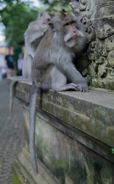 Volwassen geld betaemt een andere volwassen aap. — Stockfoto