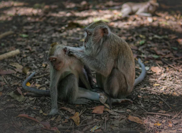 Monyet Dewasa pengantin pria monyet anak . — Stok Foto