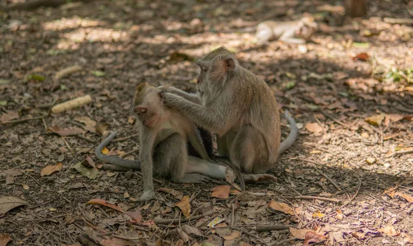 Volwassen Monkey bruidegoms kind aap. — Stockfoto