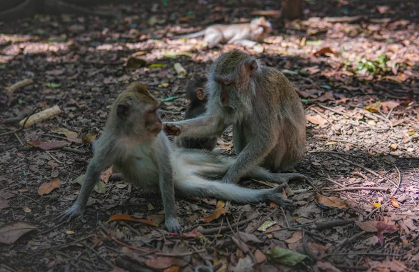 Monyet Dewasa pengantin pria monyet anak . — Stok Foto