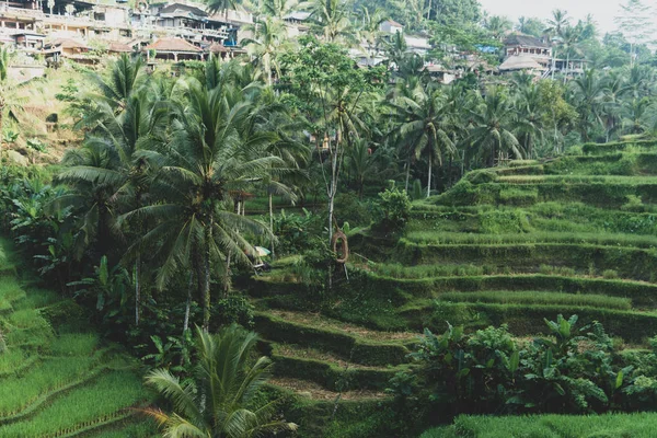 Bali Tegallalang Rice Terrace Sabah sis görünümü, Endonezya