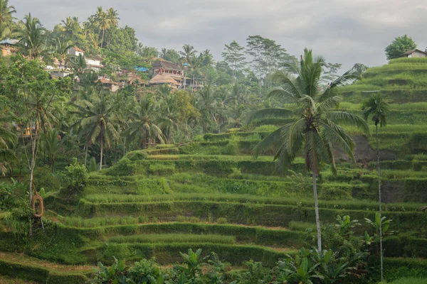 Morning fog view of Tegallalang Rice Terrace in Bali, Indonesia