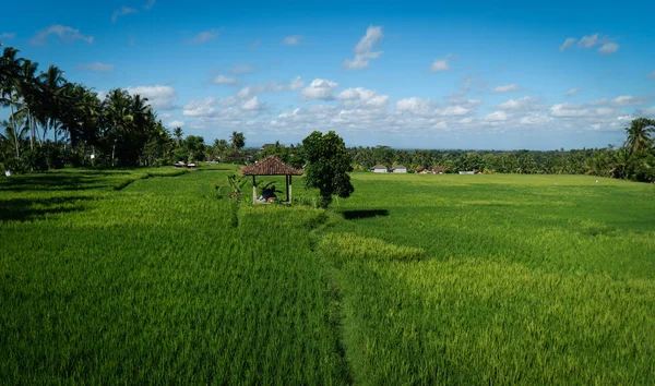 Ubud, Bali, Endonezya'da pirinç tarlalarında küçük bir kulübenin görünümü.