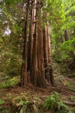 Kaliforniya'da Büyük Sekoya Ağaçları