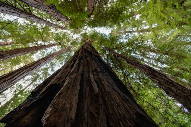 Büyük Sekoya Ağacı gölgelik içine arıyorsunuz.