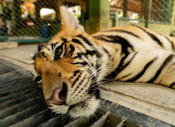 Tigre de Bengala enjaulado en Tailandia. Los tigres son una atracción turística popular . — Foto de Stock