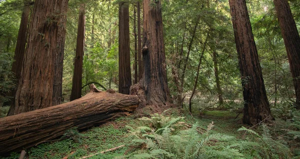 Muir Woods Ulusal Ormanı'nda büyük düşmüş Sekoya Ağacı.