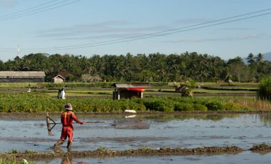 Ubud, Bali, Endonezya- 7 Mayıs 2019 : Birleşik adam Ubud, Bali, Endonezya'daki pirinç tarlasında çalışıyor.