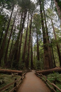 Muir Woods, Kaliforniya - 3 Ağustos 2016 : Muir Woods Ulusal Parkı'nda bir geçit.