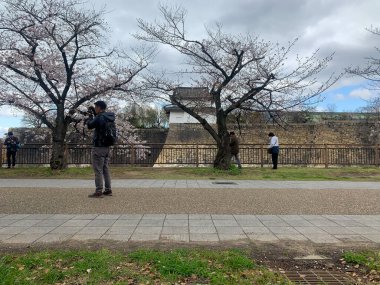 Osaka, Japonya - 29 Mart 2020: Asain adam Covid-19 salgını sırasında Osaka Kalesi yakınlarında kiraz çiçeği fotoğrafları çekti. Hanami baharda görünüyor..