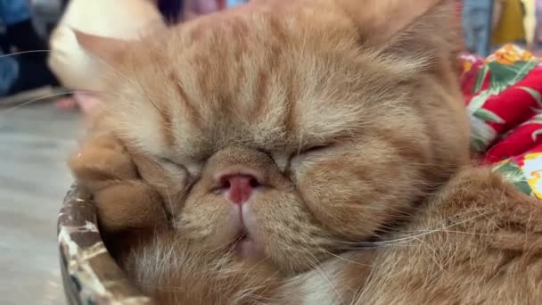 Милый Оранжевый Кот Высовывает Язык Пока Спит Миске Гавайской Рубашке — стоковое видео