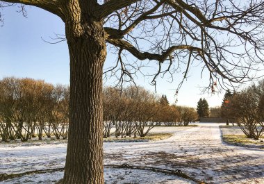 St. Petersburg'daki en güzel parklarından birinde ilk kar