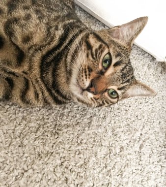 Çok güzel Bengal kedi doğurmak