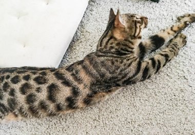 Çok güzel Bengal kedi doğurmak
