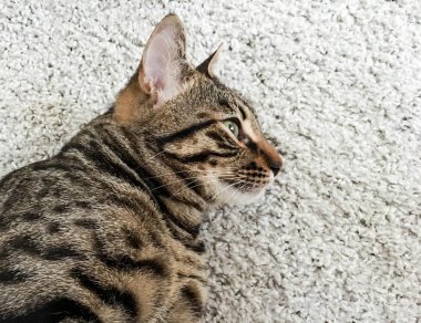 Çok güzel Bengal kedi doğurmak