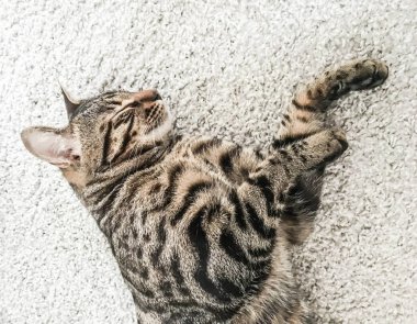 Çok güzel Bengal kedi doğurmak