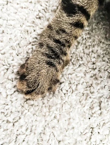 Sehr Schöne Bengal Katzenrasse — Stockfoto