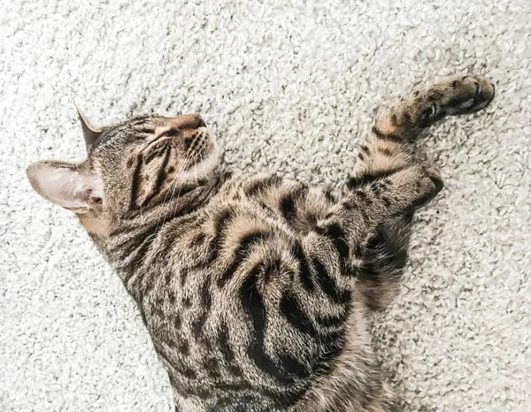 Sehr Schöne Bengal Katzenrasse — Stockfoto